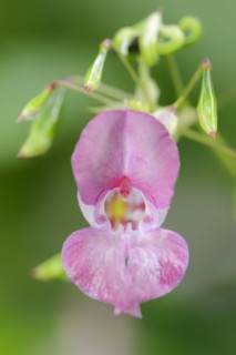 Himalayan balsam (Impatiens glandulifera), flower and capsule fruits, North Rhine-Westphalia,