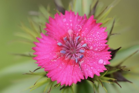 Bearded carnation or garden sweet william (Dianthus barbatus), flower, ornamental plant, North