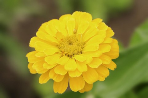 Zinnia (Zinnia elegans, Zinnia violacea), flower, ornamental plant, North Rhine-Westphalia,