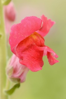 Large snapdragon or garden common snapdragon (Antirrhinum majus), flower, ornamental plant, North
