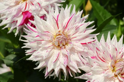 Dahlia 'Micks Peppermint' (Dahlia Hybride), flower, ornamental plant, North Rhine-Westphalia,