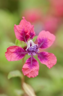 Cuphea 'Vienco Burgundy' (Cuphea llavea), flower, ornamental plant, North Rhine-Westphalia,