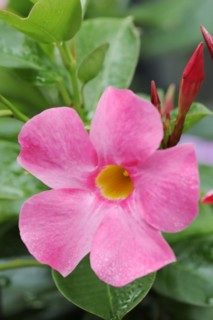 Mandevilla (Dipladenia sanderi, Mandevilla sanderi), flower, ornamental plant, North