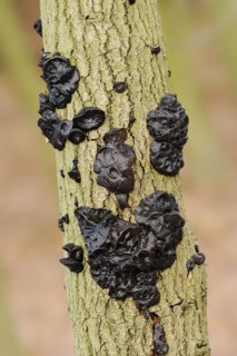 Warty glandular or warty black glandular (Exidia nigricans, Exidia plana), North Rhine-Westphalia,