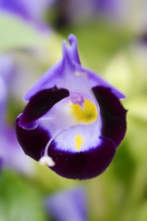Bluewings (Torenia fournieri), flower, native to Vietnam, ornamental plant, North Rhine-Westphalia,