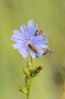 Common chicory (Cichorium intybus), flower and common marmalade hoverfly (Episyrphus balteatus),