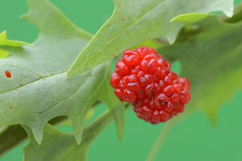 Strawberry spinach (Chenopodium foliosum, Blitum virgatum), fruit, vegetable and ornamental plant,