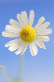 Chamomile (Matricaria recutita, Matricaria chamomilla), flower, medicinal plant, North