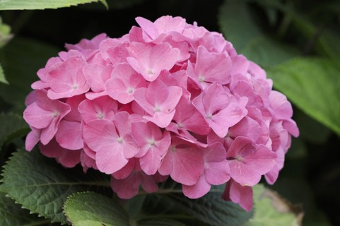 Hydrangea (Hydrangea macrophylla), flowers, ornamental plant, North Rhine-Westphalia, Germany,