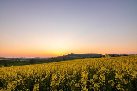 Landscape at sunrise. Beautiful morning landscape with fresh yellow rape fields in spring. Small