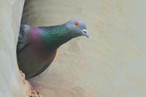 City dove (Columba livia forma domestica) looking out of a nesting hole in a plane tree,