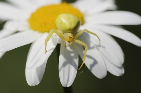 Goldenrod crab spider (Misumena vatia), female on the flower of a daisy (Leucanthemum vulgare,