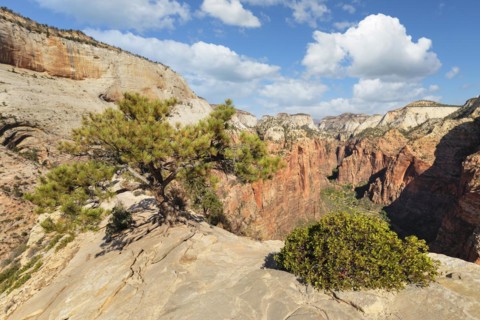 View of Zion Canyon from Angels Landing, Zion National Park, Colorado Plateau, Utah, USA, Zion