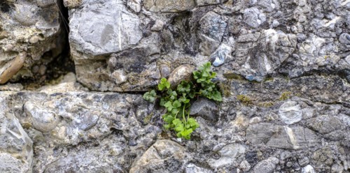 Plant green sprouts from a wall joint