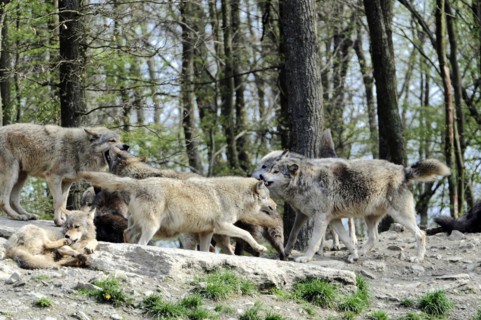 Mackenzie valley wolf (Canis lupus occidentalis), Captive, Germany, Europe, A pack of wolves