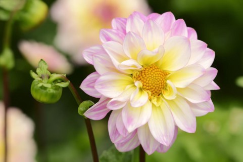 Decorative dahlia 'El Paso' (Dahlia Hybride), flower, ornamental plant, North Rhine-Westphalia,