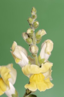 Large snapdragon or garden common snapdragon (Antirrhinum majus), flowers, ornamental plant, North