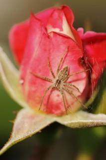 Nursery web spider (Pisaura mirabilis), female on a rose blossom, North Rhine-Westphalia, Germany,