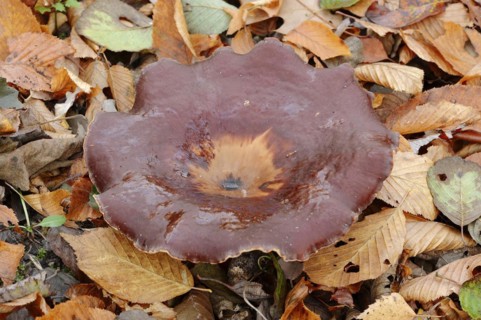 Chestnut-brown stem porling or black-red porling (Picipes badius, Polyporus badius), autumn, North