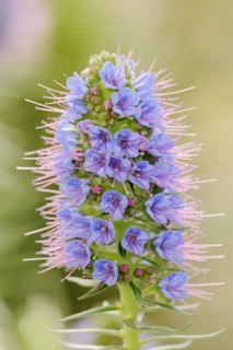 Magnificent viper's bugloss (Echium nervosum, Echium fastuosum), inflorescence, native to Madeira,