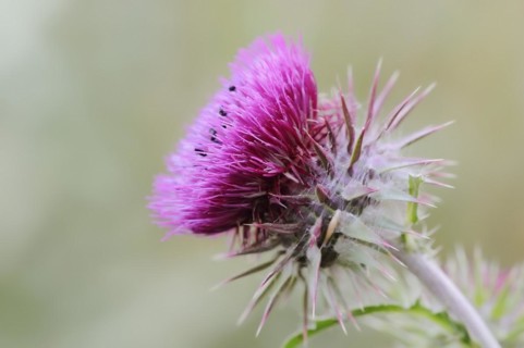 Musk thistle (Carduus nutans), flower, North Rhine-Westphalia, Germany, Europe