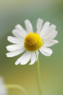 Chamomile (Matricaria recutita, Matricaria chamomilla), flower, medicinal plant, North