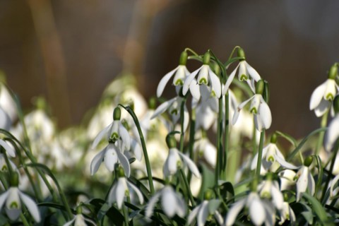 Snowdrops in late winter in the Hunsrueck near Niederwoerresbach, Rhineland-Palatinate, Germany,