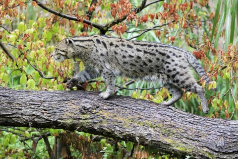 A fishing cat (Prionailurus viverrinus)