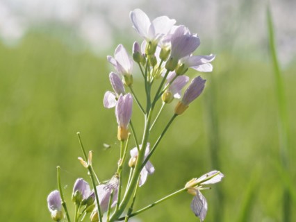Cuckoo flower (Cardamine pratensis), Leoben, Styria, Austria, Europe