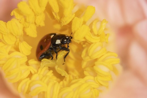 Seven-spot ladybird (Coccinella septempunctata) adult on a garden Camellia flower in spring,