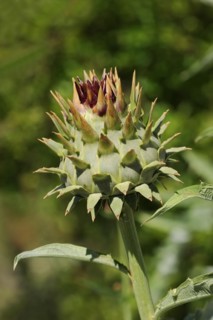 Artichoke or vegetable artichoke (Cynara scolymus, Cynara cardunculus), medicinal plant, North