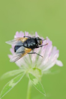 Cattle fly or noonday fly (Mesembrina meridiana) on red clover (Trifolium pratense), North