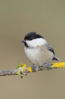 Willow Tit (Parus montanus) sitting on a branch overgrown with moss and lichen, Wilnsdorf, North