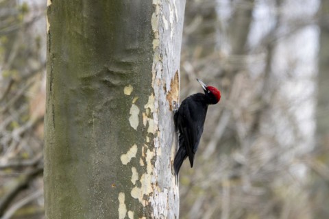 Black woodpecker (Dryocopus martius) at its breeding cavity in a tree, male, Lower Austria,