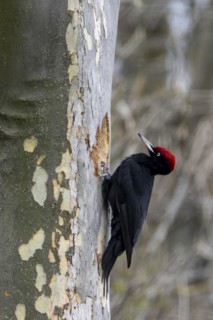 Black woodpecker (Dryocopus martius) at its breeding cavity in a tree, male, Lower Austria,
