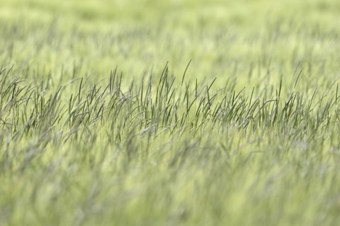 Foxtail grass (Alopecurus) in a green cereal field, North Rhine-Westphalia, Germany, Europe