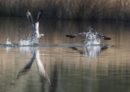 Greylag geese (Anser anser), greylag goose chasing away rivals on a pond, Thuringia, Germany,
