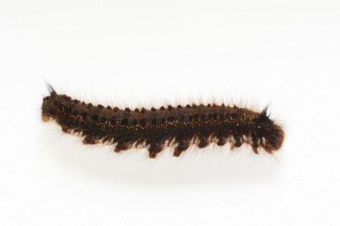 Grass cluck or drinker (Euthrix potatoria), caterpillar on white background, North