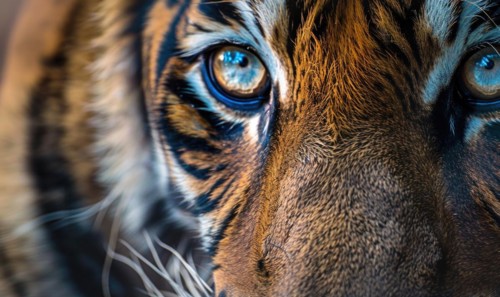 Close-up of a captive Bengal-Siberian tiger AI generated