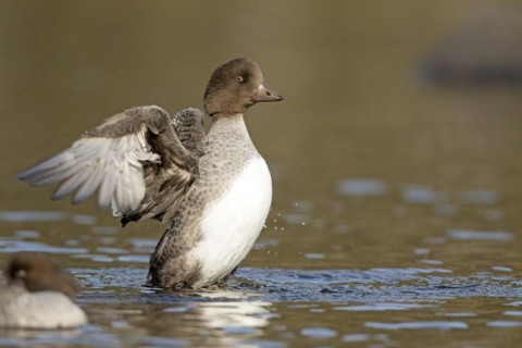 Goldeneye (bucephala clangula), female flapping wings, Gaspesie conservation park, province of