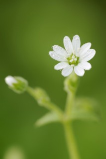 Water chickweed (Stellaria aquatica, Myosoton aquaticum), flower, North Rhine-Westphalia, Germany,