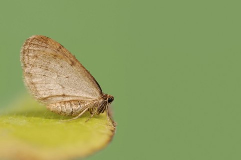 Winter moth (Operophtera brumata), male, North Rhine-Westphalia, Germany, Europe