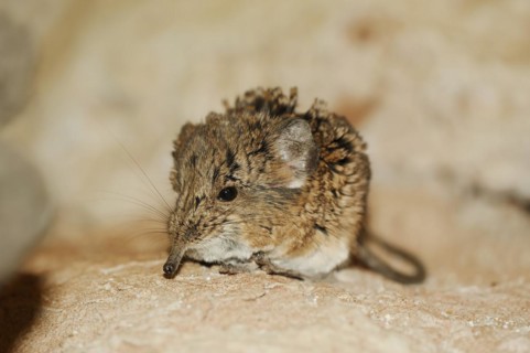 Short-eared elephant shrew (Macroscelides proboscideus), captive, occurrence in Africa