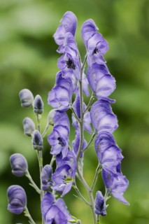 Monkshood (Aconitum napellus), flowers, ornamental plant, North Rhine-Westphalia, Germany, Europe
