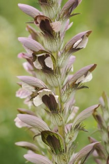 Balkan bear's paw (Acanthus hungaricus, Acanthus balcanicus), ornamental plant, North