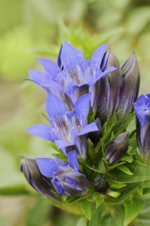 Crested gentian (Gentiana septemfida var. lagodechiana), flowers, garden plant, North