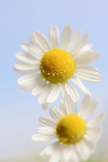 Chamomile (Matricaria recutita, Matricaria chamomilla), flowers, medicinal plant, North