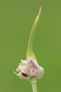 Garlic chives (Allium tuberosum), bulbs, spice plant, medicinal plant, North Rhine-Westphalia,