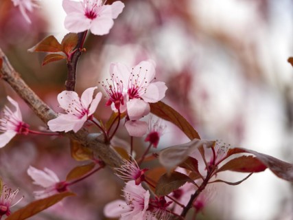 Blossoms of a blood plum (Prunus cerasifera 'Nigra')