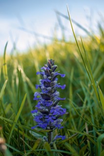 Carpet bugle (Ajuga), close-up, in sunlight on a green meadow
